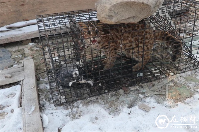 绥德境内再次出现豹猫？森林民警果断处置！