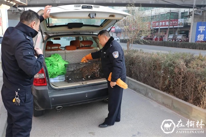 绥德境内再次出现豹猫？森林民警果断处置！