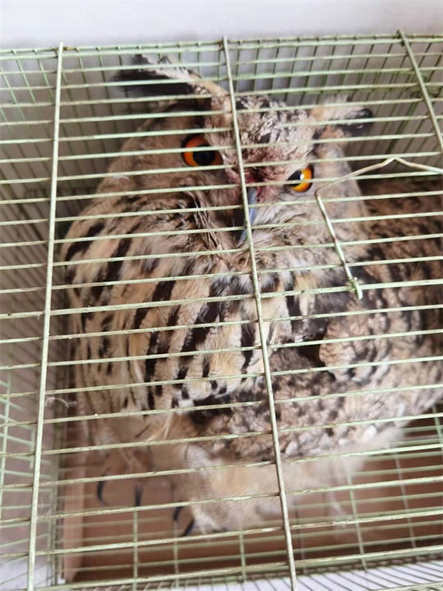绥德惊现我国体型最大的猫头鹰“雕鸮”
