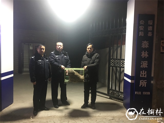 绥德惊现我国体型最大的猫头鹰“雕鸮”