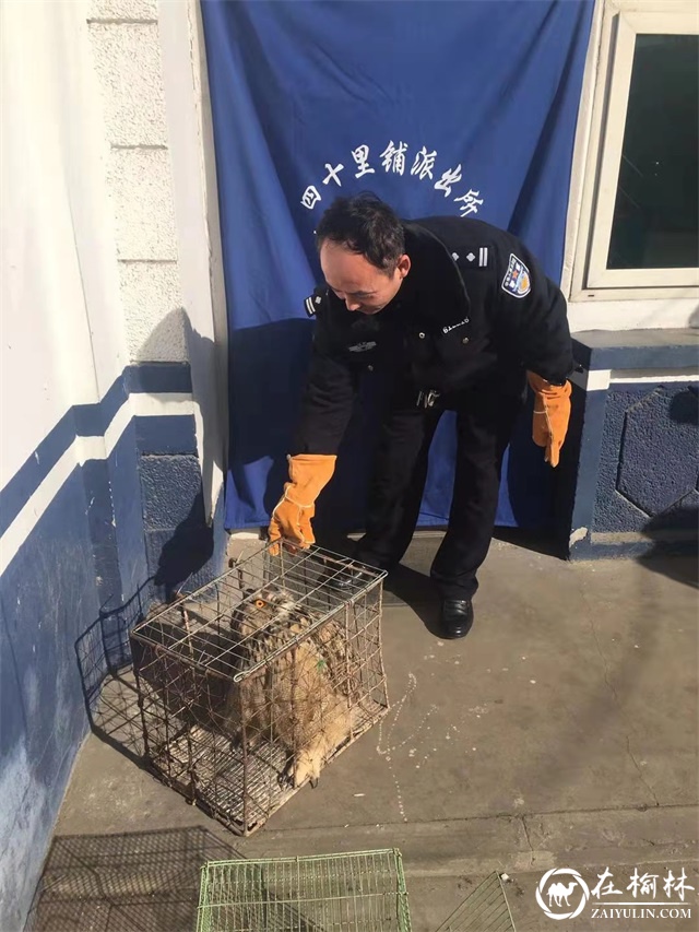 绥德惊现我国体型最大的猫头鹰“雕鸮”