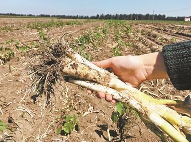 定边县一村民葱地里投毒毒死同村20多只羊被判刑3年