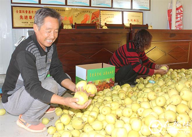 酥梨装箱白凌燕摄