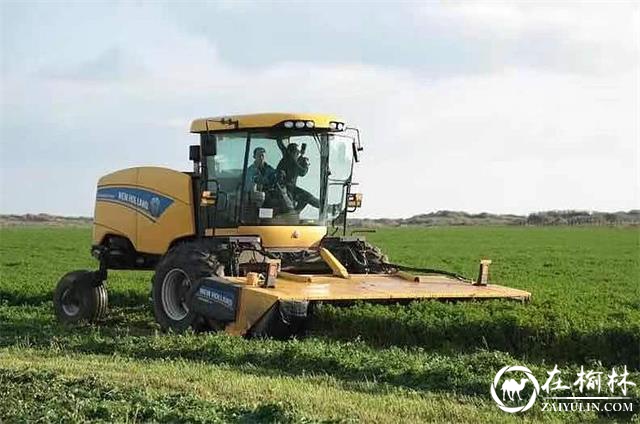 产业托起致富梦！榆阳区脱贫攻坚与乡村振兴有效衔接