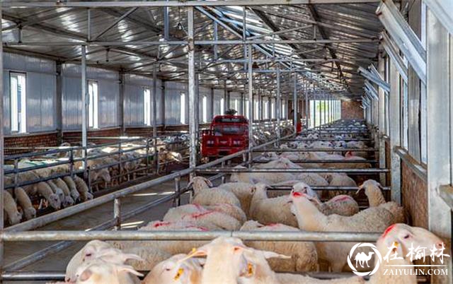 产业托起致富梦！榆阳区脱贫攻坚与乡村振兴有效衔接