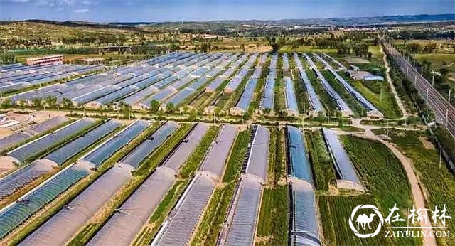 产业托起致富梦！榆阳区脱贫攻坚与乡村振兴有效衔接