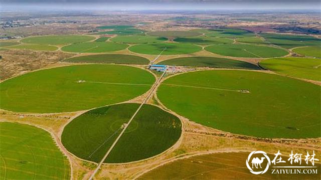 产业托起致富梦！榆阳区脱贫攻坚与乡村振兴有效衔接