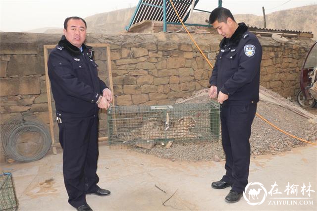 生态环境好了，绥德森林派出所的民警们更忙了