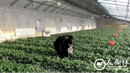 早春春意浓，农户采摘忙——黑龙江绥滨县大棚草莓上市了