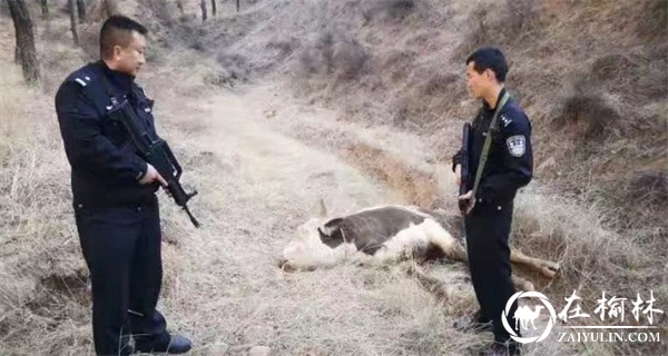 子洲一村民家牛惊吓过度失控，民警果断击毙