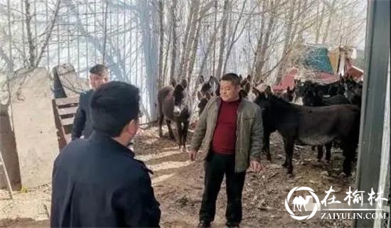价值20多万的18头毛驴集体出逃，从榆阳到横山
