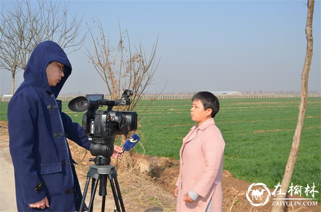 临渭区：抓住晴好天气，开展春季麦田化除