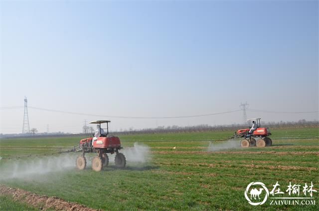 临渭区：抓住晴好天气，开展春季麦田化除