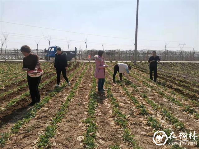 临渭区:开展油菜苗情调查,指导早春田间管理
