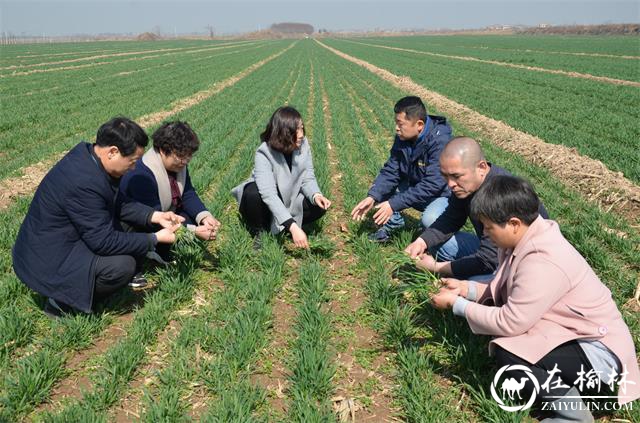 临渭区：抓住晴好天气，开展春季麦田化除