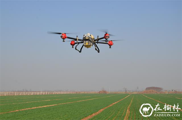 临渭区：抓住晴好天气，开展春季麦田化除