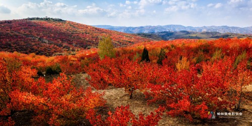 2   漫山遍野的杏树红叶.jpg