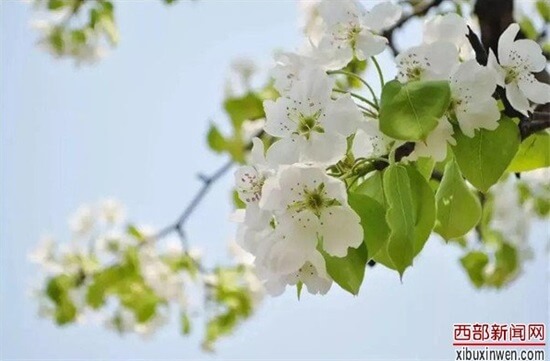 阳春三月到汉中市晴雪香苑生态园林赏梨花品美食