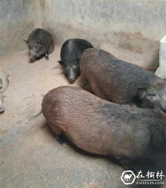 米脂县龙镇藏香猪特色养殖让贫困户迎来脱贫致富“曙光”