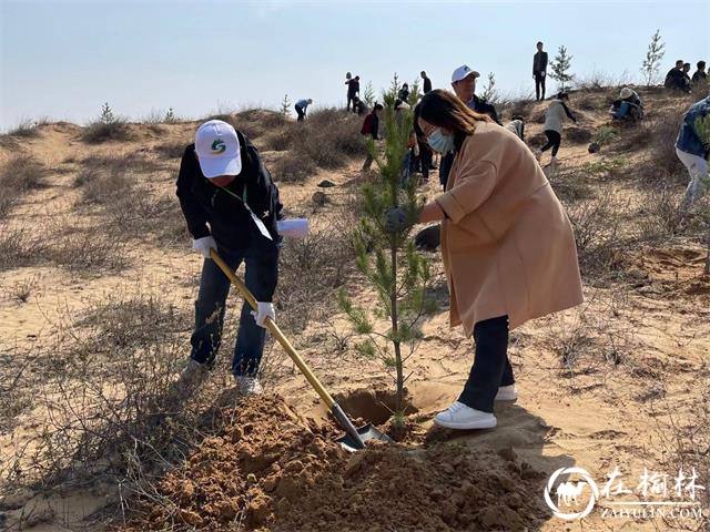 新明楼街道办灵秀街社区联合榆林市林业工作站开展义务植树活动