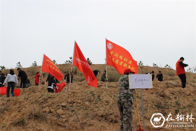 榆阳区芹涧路社区：学党史办实事，植树增绿践初心