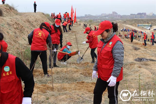 榆阳区芹涧路社区：学党史办实事，植树增绿践初心