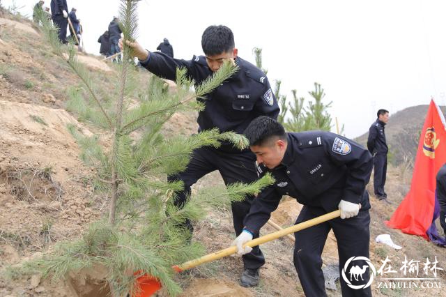 “藏蓝”迎“新绿” 绥德公安植树正当时！