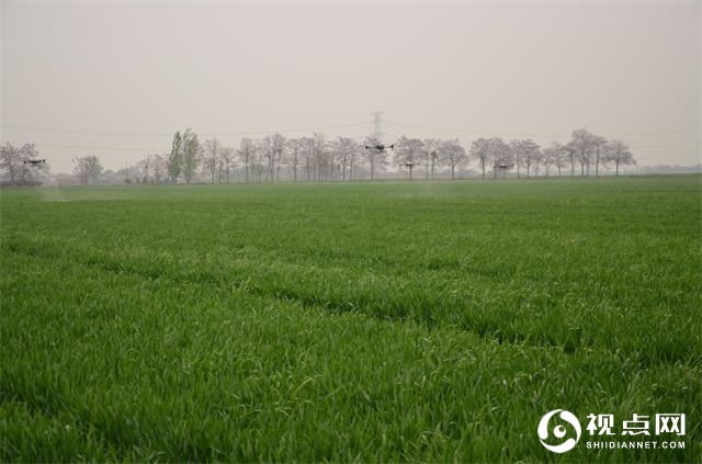 渭南市临渭区召开小麦条锈病防控暨“一喷三防”现场会