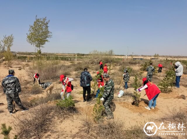 榆阳区崇文路街道武装部组织基干民兵义务植树活动
