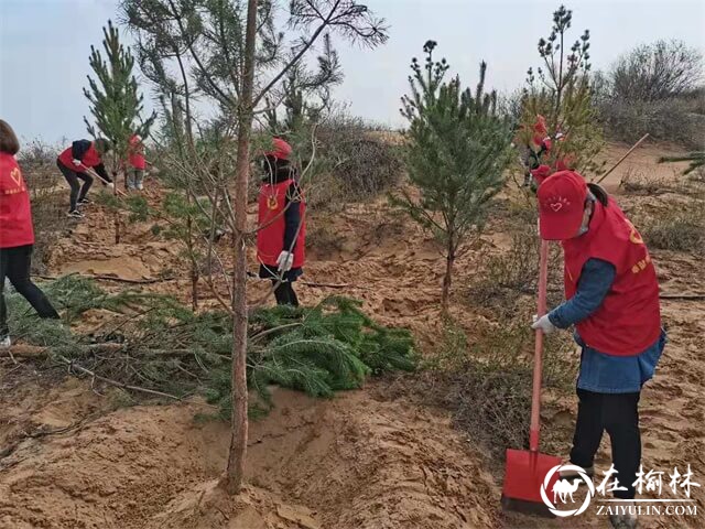 榆阳区驼峰办东岳路社区：学党史悟初心，添新绿话共建