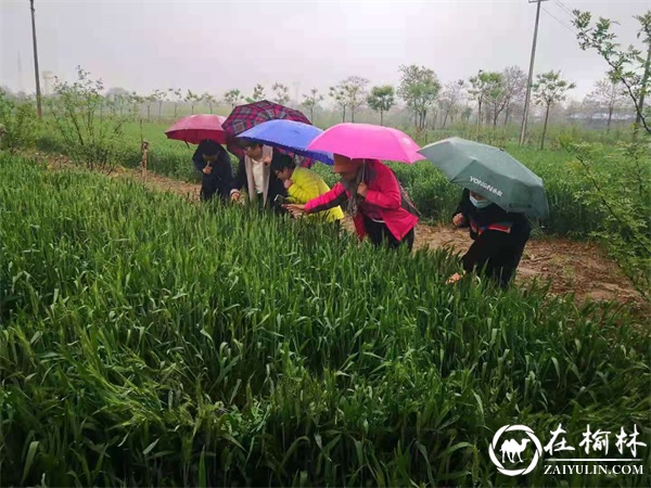 渭南市临渭区农技中心顶风冒雨检查塬区小麦条锈病发生情况