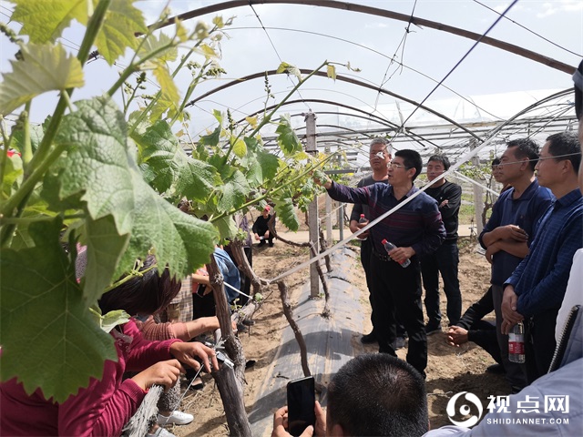 渭南市临渭区：做强葡萄产业，助力乡村振兴