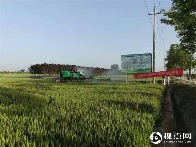 临渭区农技中心：狠抓小麦病虫害防治，确保粮食丰产丰收