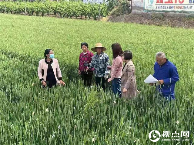 临渭区农技中心：狠抓小麦病虫害防治，确保粮食丰产丰收