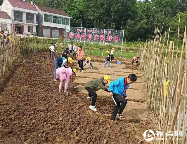 拔草、栽苗……汉中西乡县柳树镇中心学校校外劳动教育实践欢乐多