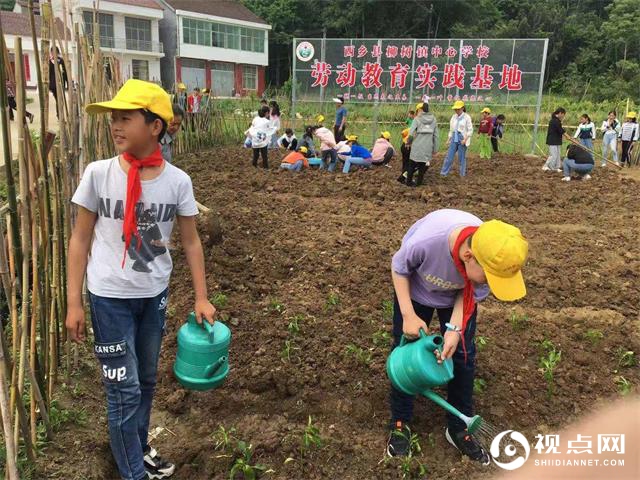 拔草、栽苗……汉中西乡县柳树镇中心学校校外劳动教育实践欢乐多