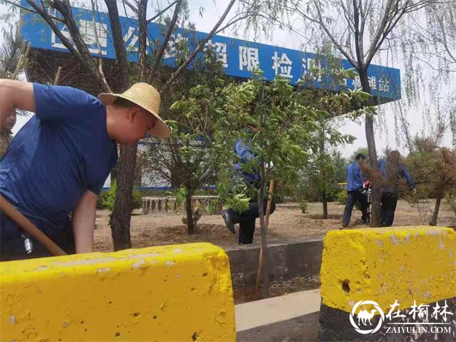 榆林市公路局古城滩超限站绿化美化站区环境