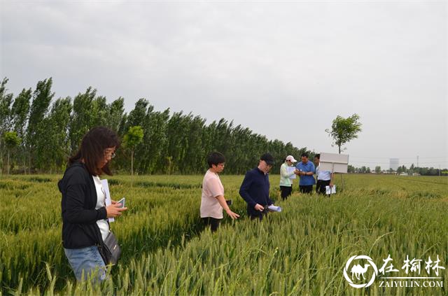 全国农技中心赵中华研究员一行来临渭区调研维大力小麦抗病试验示范