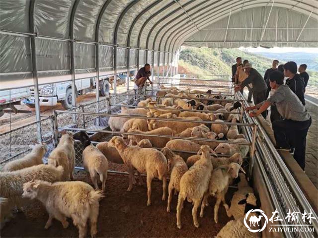 湖羊养殖产业成为府谷乡村振兴“新名片”