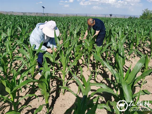 府谷县积极开展粘虫和谷子负泥虫防控工作