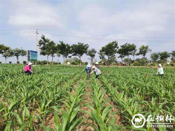 渭南市临渭区农技中心扎实开展夏玉米肥效试验