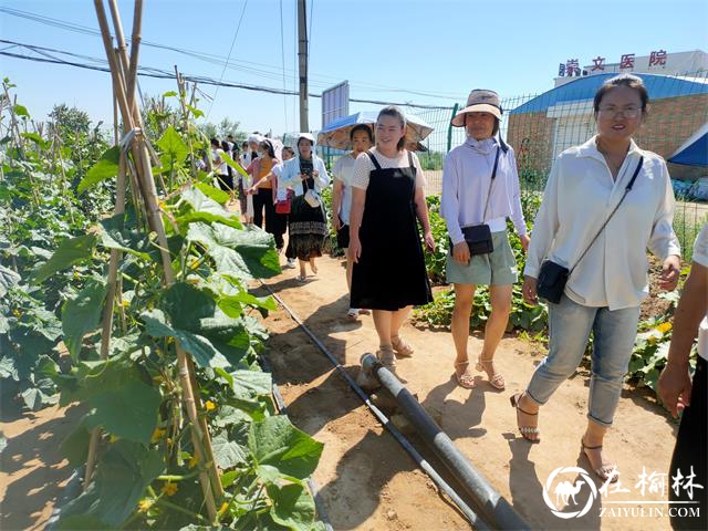 榆阳区寨城庄社区：农业专家进社区，草莓种植培训受欢迎