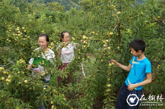 第四届中国陕西汉中西乡堰口镇檀木村李子采摘月成功举办