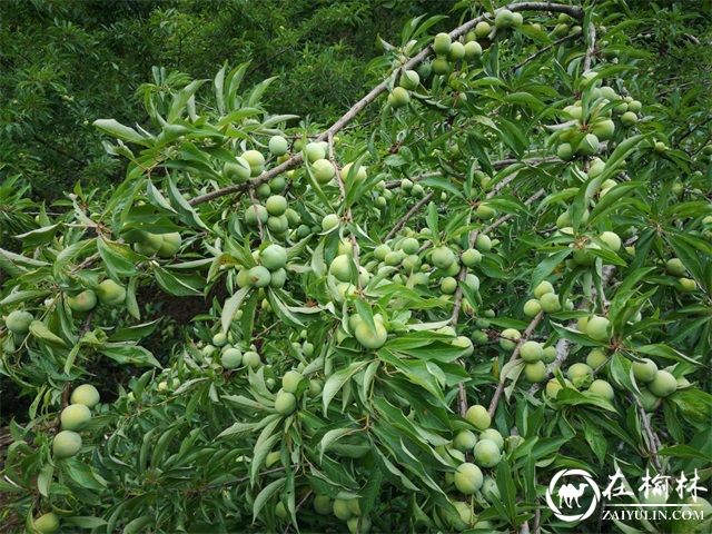 第四届中国陕西汉中西乡堰口镇檀木村李子采摘月成功举办