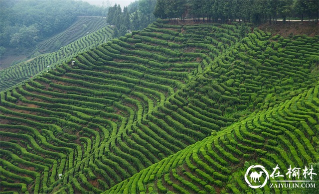 陕西汉中西乡县堰口镇2021年目标任务圆满完成并揭晓出十大新闻