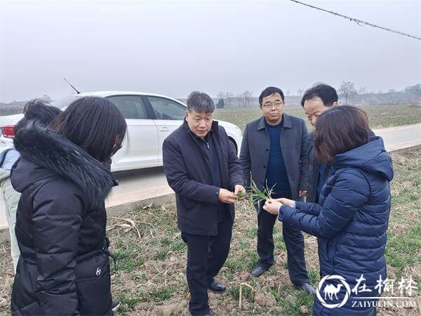 渭南市农业农村局到临渭调研指导科技壮苗工作