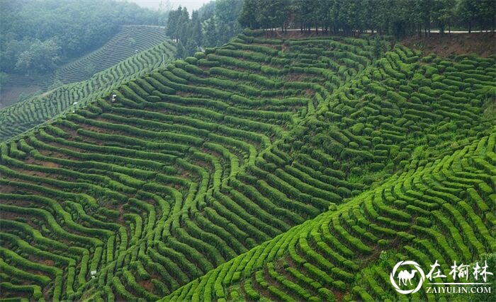 陕西汉中西乡县堰口镇名山秀水花海绿茶美如画