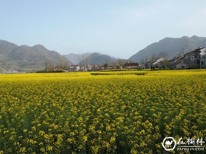 陕西汉中西乡县堰口镇名山秀水花海绿茶美如画