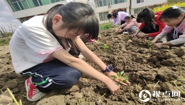西乡县柳树镇中心学校积极开展春季劳动实践活动