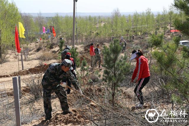 榆阳区红石桥乡：春风催新绿，植树正当时